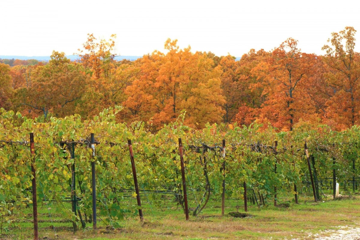 Busy YearRound A Peak Into Missouri Winemaker’s PostHarvest Routine
